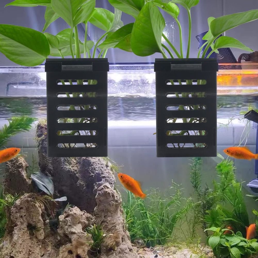 พืชน้ำกระถางแก้วสำหรับปลูกต้นไ - Emersed Plants Aquarium บทวิจารณ์และราคา