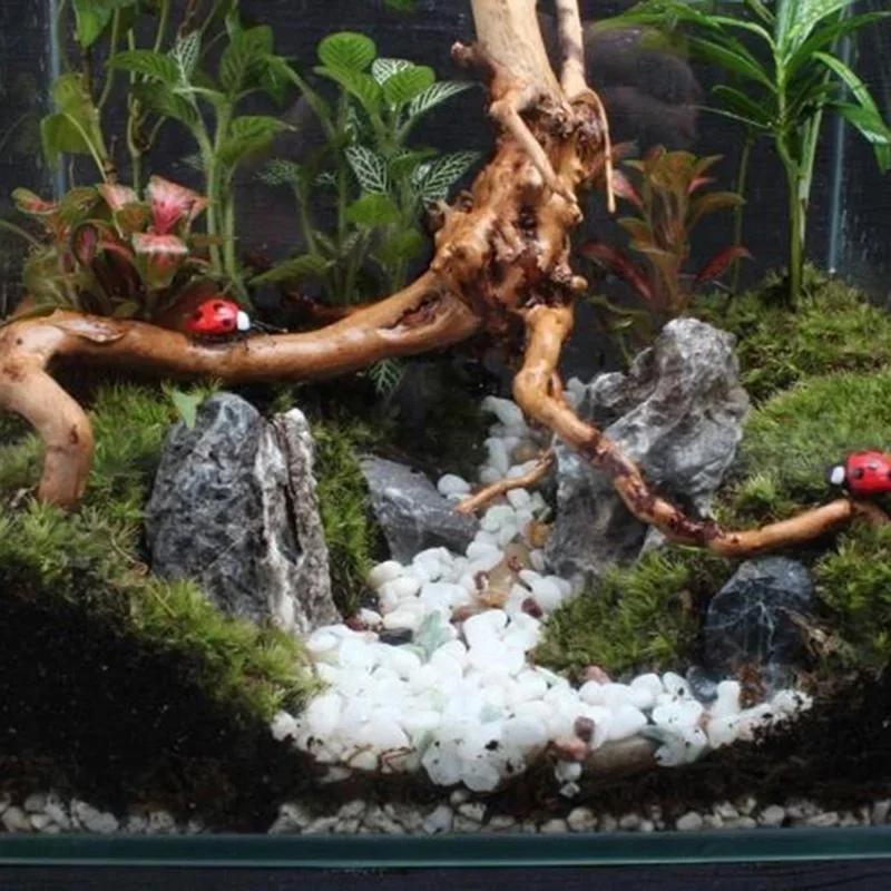ต้นไม้ธรรมชาติลำต้นไม้ดริฟท์วู - Aquarium Plant Live บทวิจารณ์และราคา