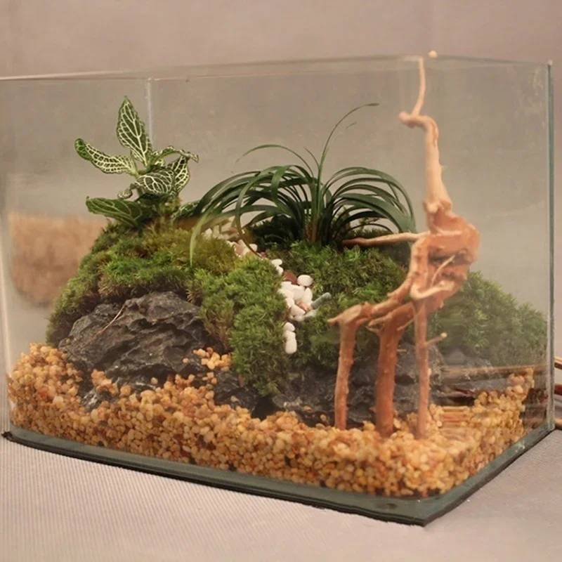 ต้นไม้ธรรมชาติลำต้นไม้ดริฟท์วู - Aquarium Plant Live บทวิจารณ์และราคา
