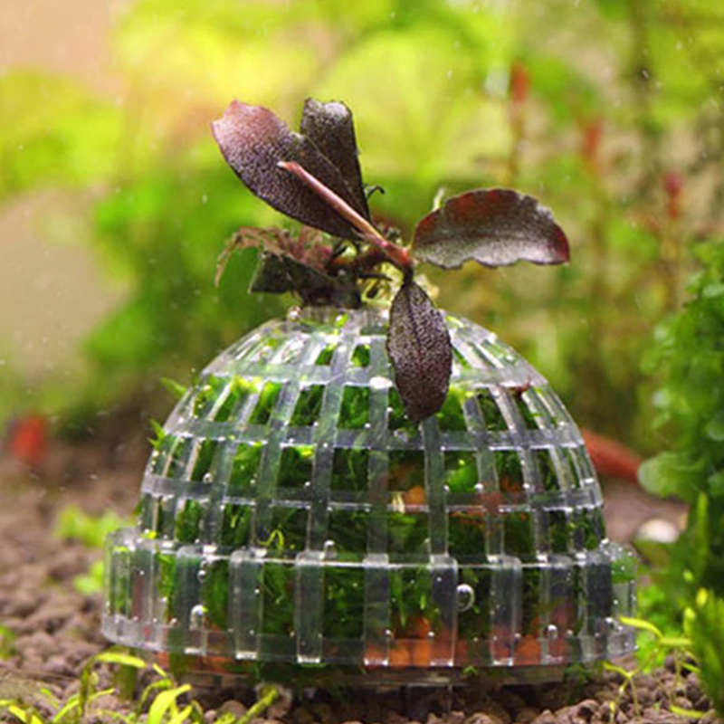 ของตกแต่งตู้ปลา ลดราคา ของใช้ส - Aquarium Plants For Sale บทวิจารณ์และราคา