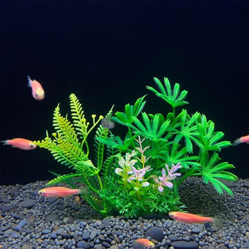 ต้นไม้ประดับตู้ปลา ของตกแต่งตู - Aquarium Plants For Sale บทวิจารณ์และราคา