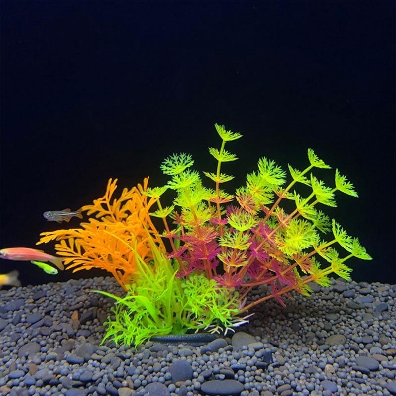 ต้นไม้ประดับตู้ปลา ของตกแต่งตู - Aquarium Plants For Sale บทวิจารณ์และราคา