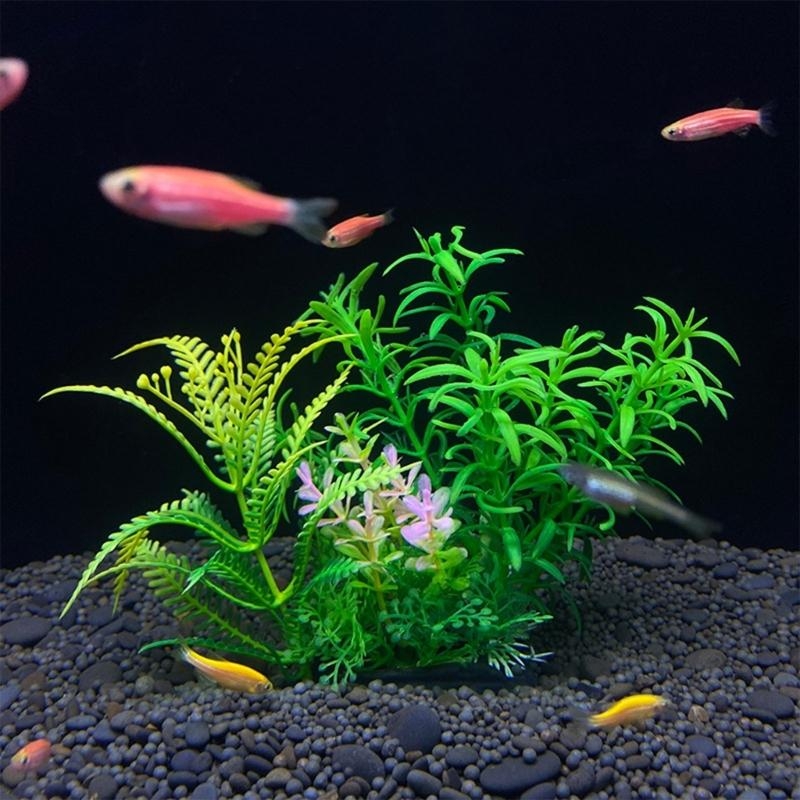 ต้นไม้ประดับตู้ปลา ของตกแต่งตู - Aquarium Plants For Sale บทวิจารณ์และราคา