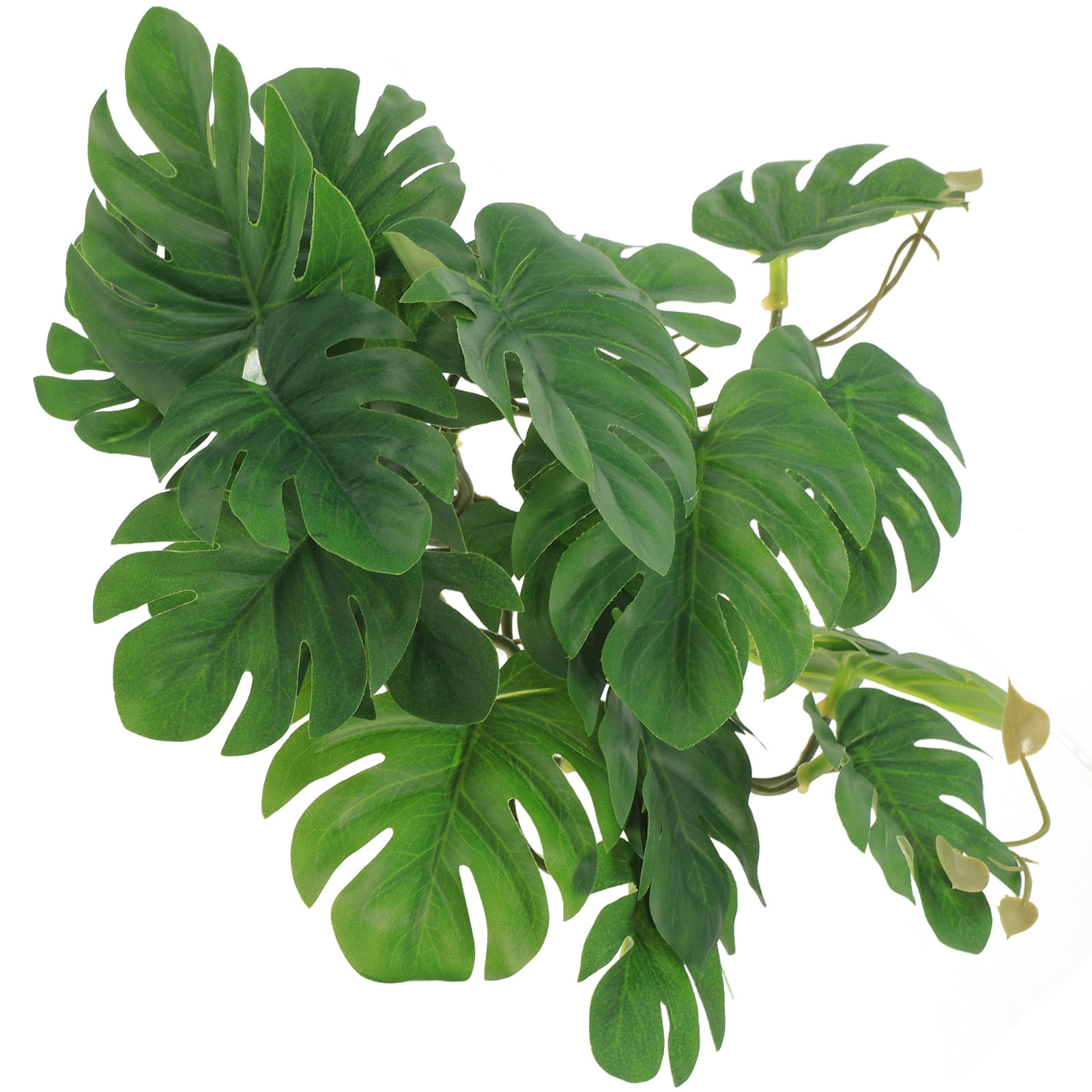 พืชปลอดสารพิษสำหรับตกแต่งตู้เล - Non Planted Aquarium Fish บทวิจารณ์และราคา