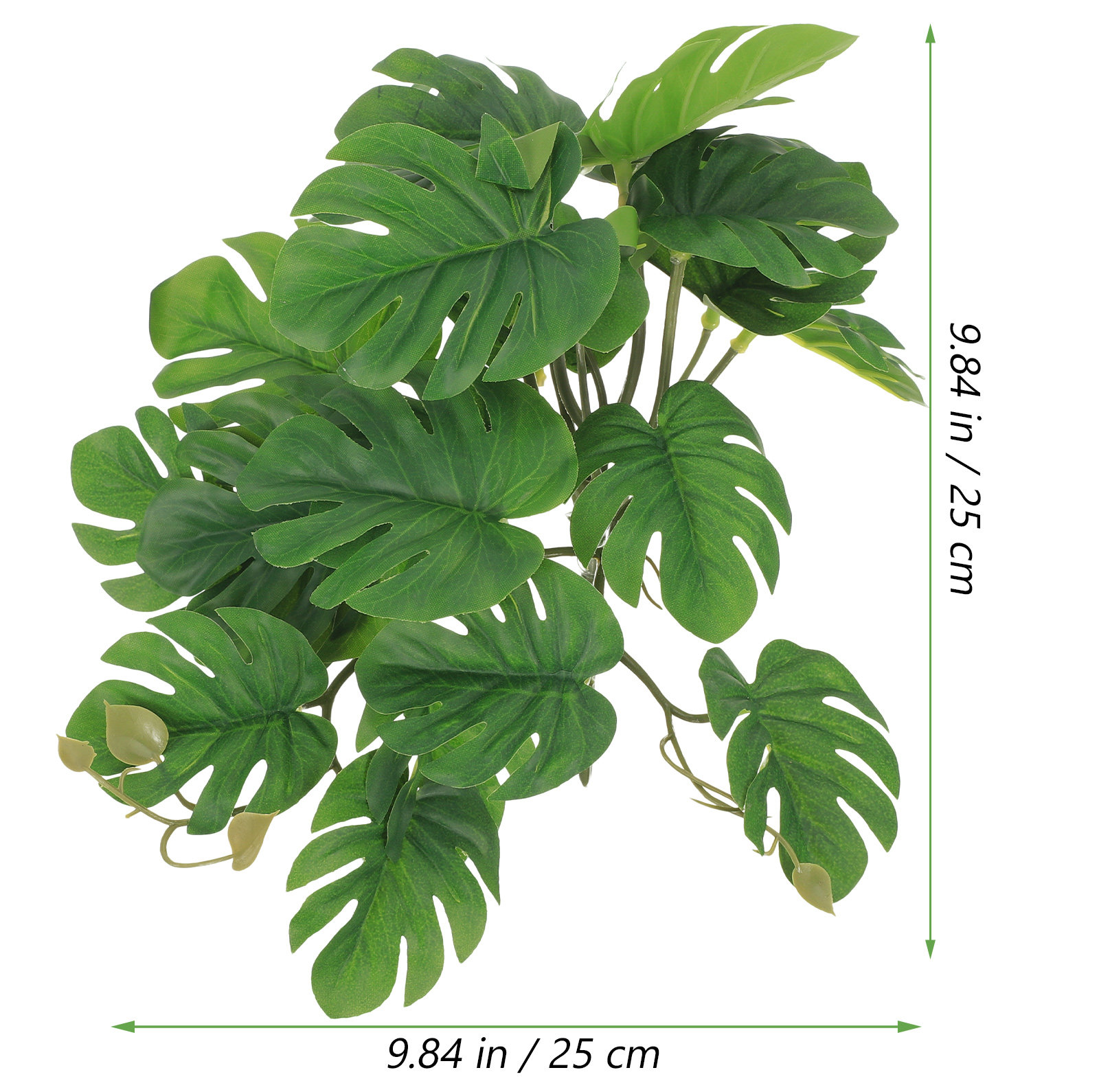พืชปลอดสารพิษสำหรับตกแต่งตู้เล - Non Planted Aquarium Fish บทวิจารณ์และราคา