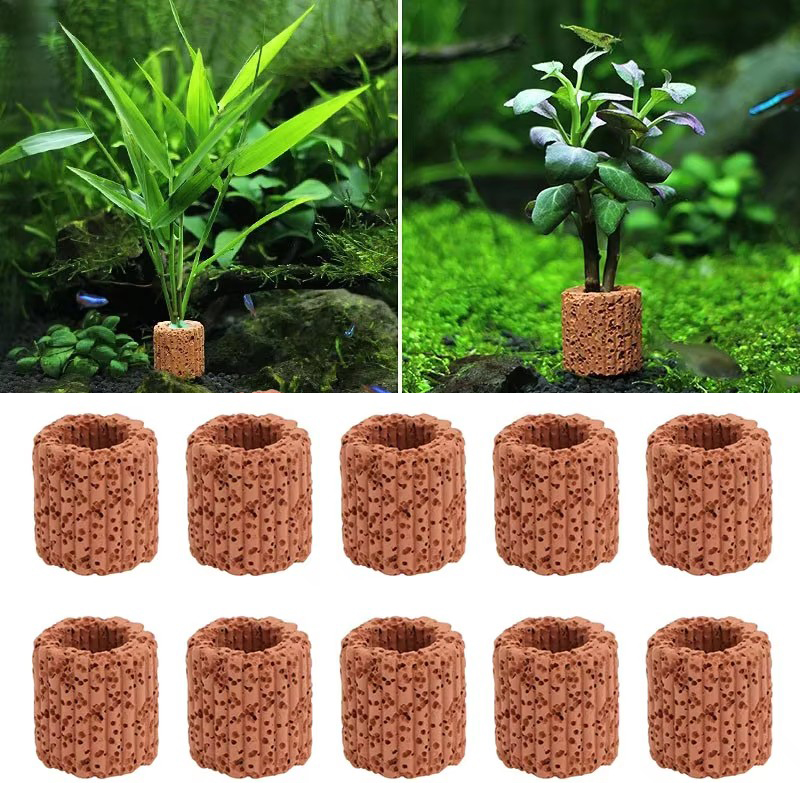 พืชน้ําแหวนคงที่สําหรับพิพิธภั - Aquarium Plant Live บทวิจารณ์และราคา