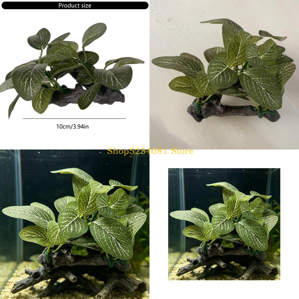 AXYC พิพิธภัณฑ์สัตว์น้ำ ภูมิทั - Non Planted Aquarium Fish บทวิจารณ์และราคา