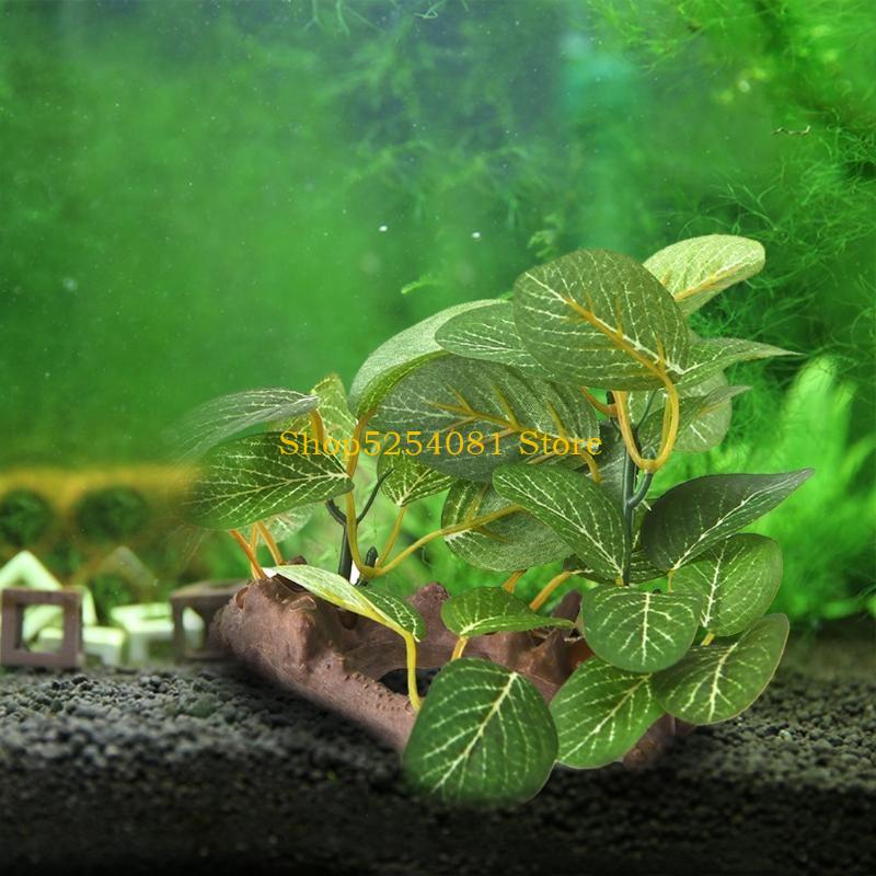 AXYC พิพิธภัณฑ์สัตว์น้ำ ภูมิทั - Non Planted Aquarium Fish บทวิจารณ์และราคา