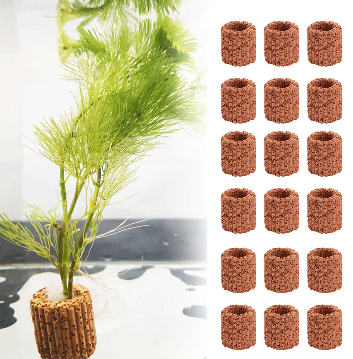 ของตกแต่งตู้ปลาแหวนกระถางต้นไม - Aquarium Plant Live บทวิจารณ์และราคา