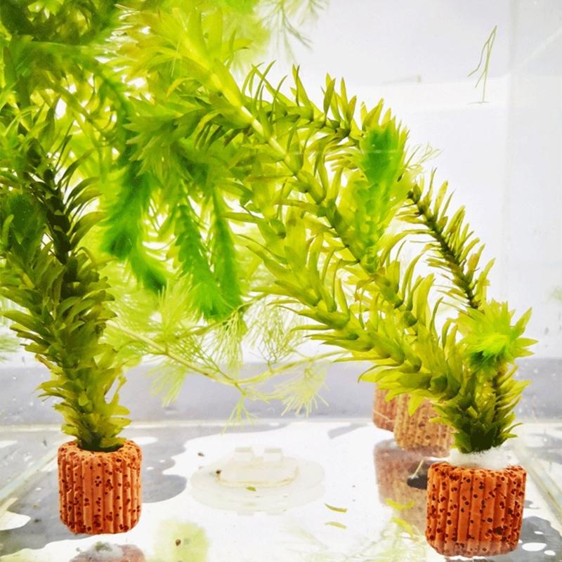 QX2E ตู้ปลาผู้ถือ Anchors สำหร - Emersed Plants Aquarium บทวิจารณ์และราคา