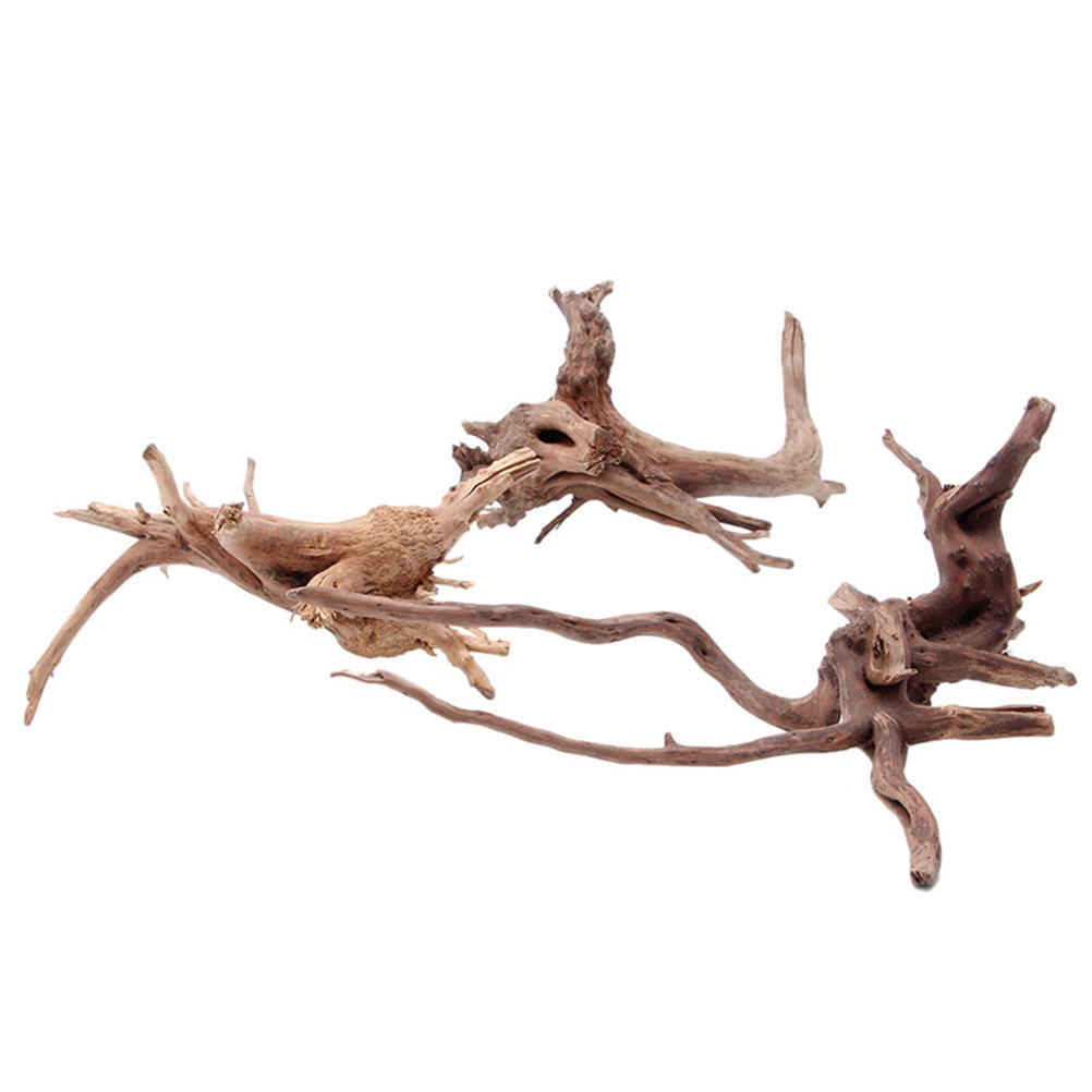 ของตกแต่งตู้ปลาจากไม้ลอยน้ำธรร - Aquarium Plants For Sale บทวิจารณ์และราคา