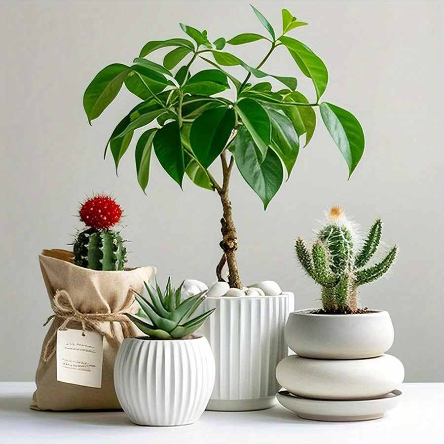 หินกรวดขัดเงาสีขาวธรรมชาติ ขนา - Aquarium Plants Book บทวิจารณ์และราคา