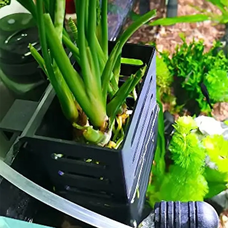 สัตว์เลี้ยงตกแต่งถังปลา Aquari - Aquarium Plant Live บทวิจารณ์และราคา