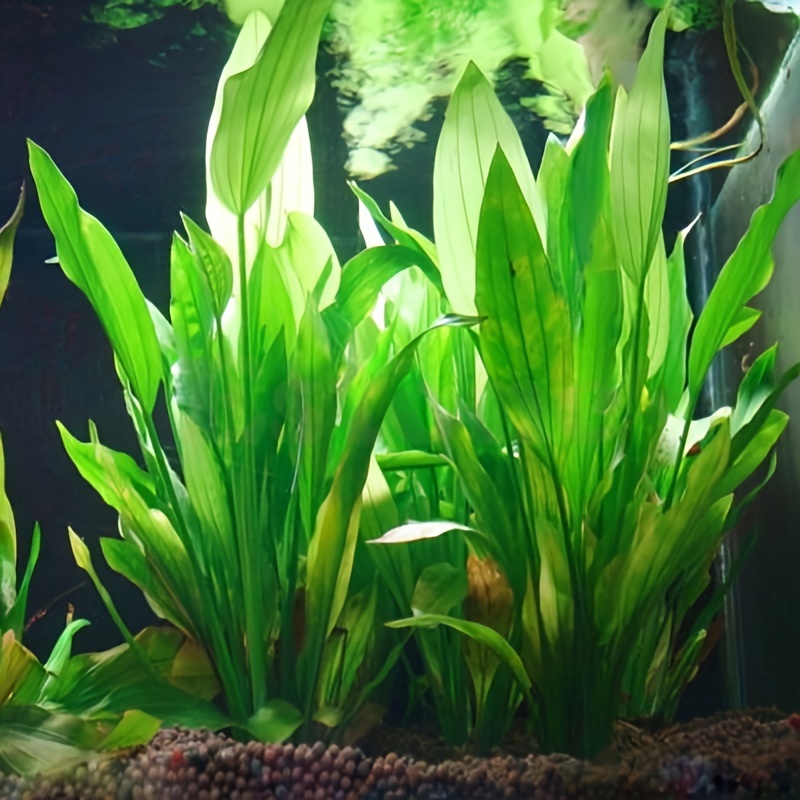 10 ชิ้น ต้นไม้ประดิษฐ์ใต้น้ำ ต - Non Planted Aquarium Fish บทวิจารณ์และราคา