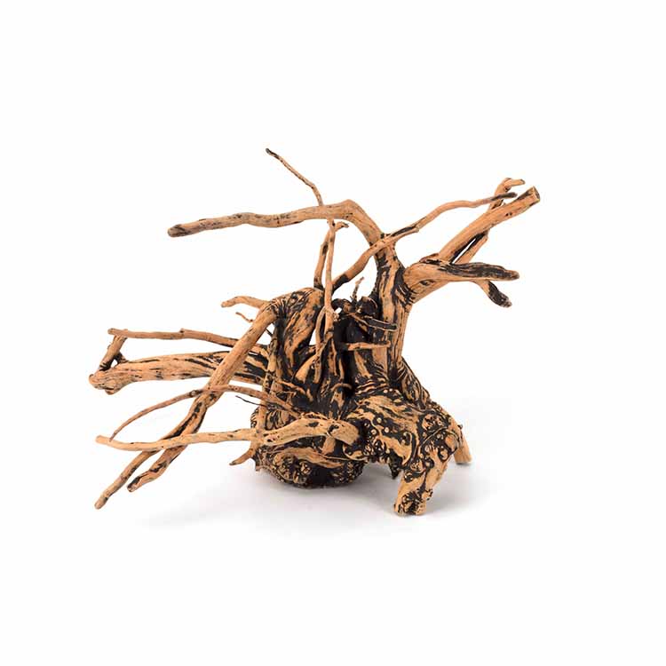 ขายส่งไม้ลอยน้ำตกแต่งตู้ปลาธรร - Aquarium Plants For Sale บทวิจารณ์และราคา