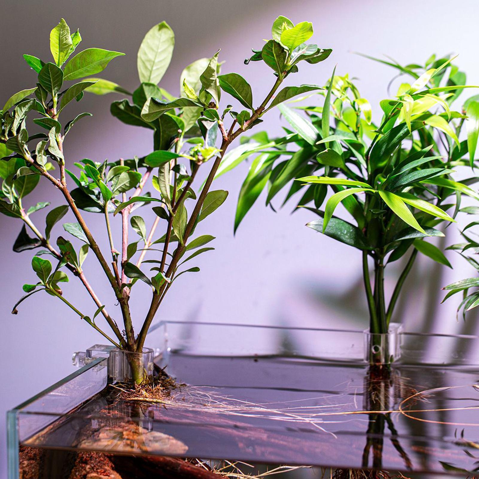 ที่แขวนต้นไม้ในตู้ปลาแบบใส 6 ช - Aquarium Plant Live บทวิจารณ์และราคา