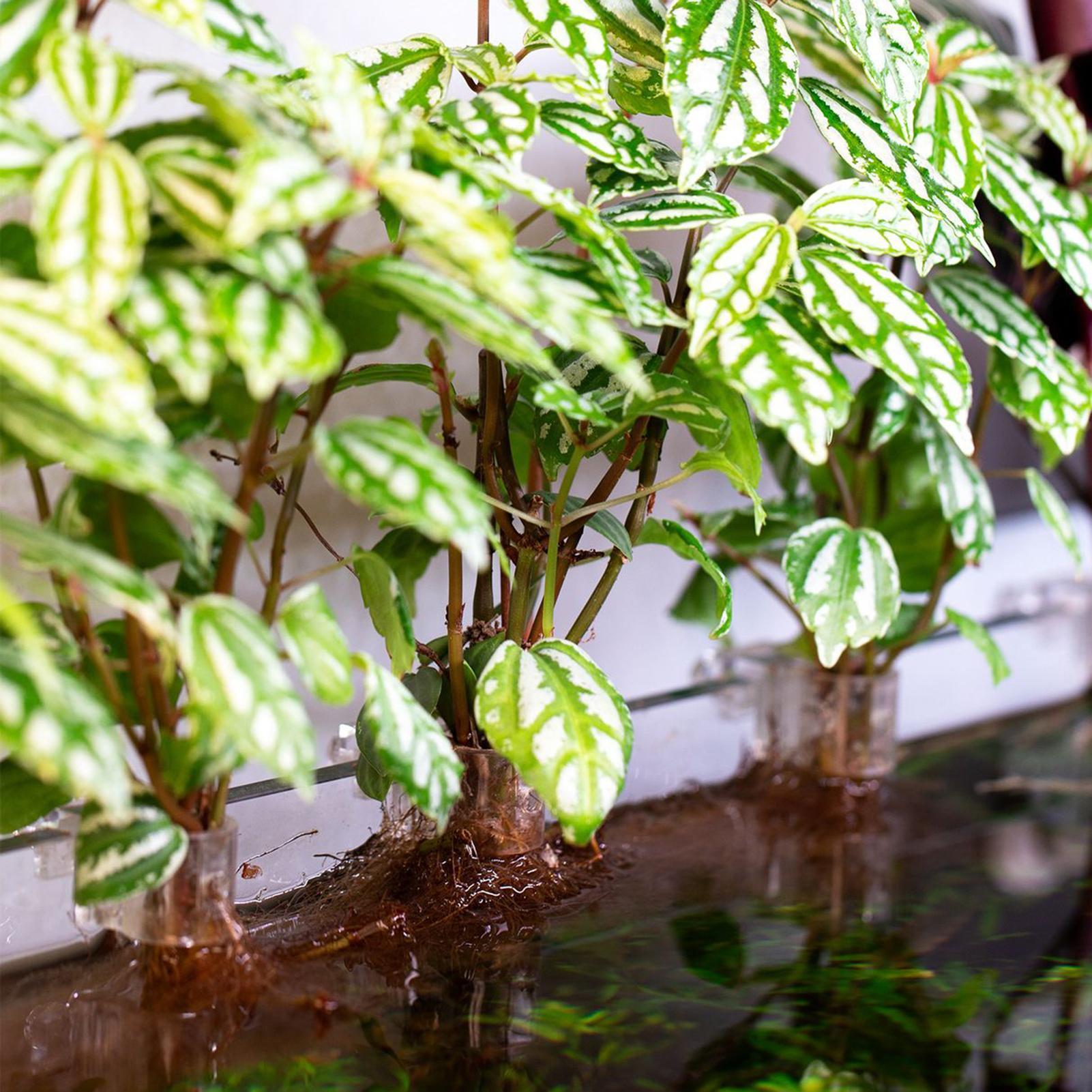 ที่แขวนต้นไม้ในตู้ปลาแบบใส 6 ช - Aquarium Plant Live บทวิจารณ์และราคา