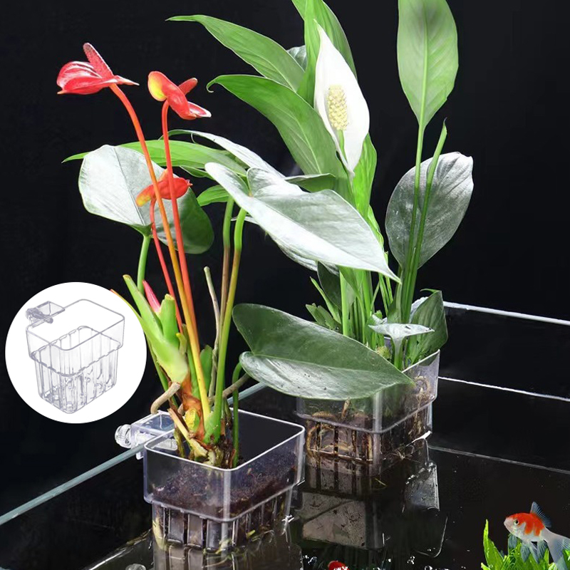 ถ้วยปลูกหญ้าน้ำพิพิธภัณฑ์สัตว์ - Planted Aquarium With Fish บทวิจารณ์และราคา