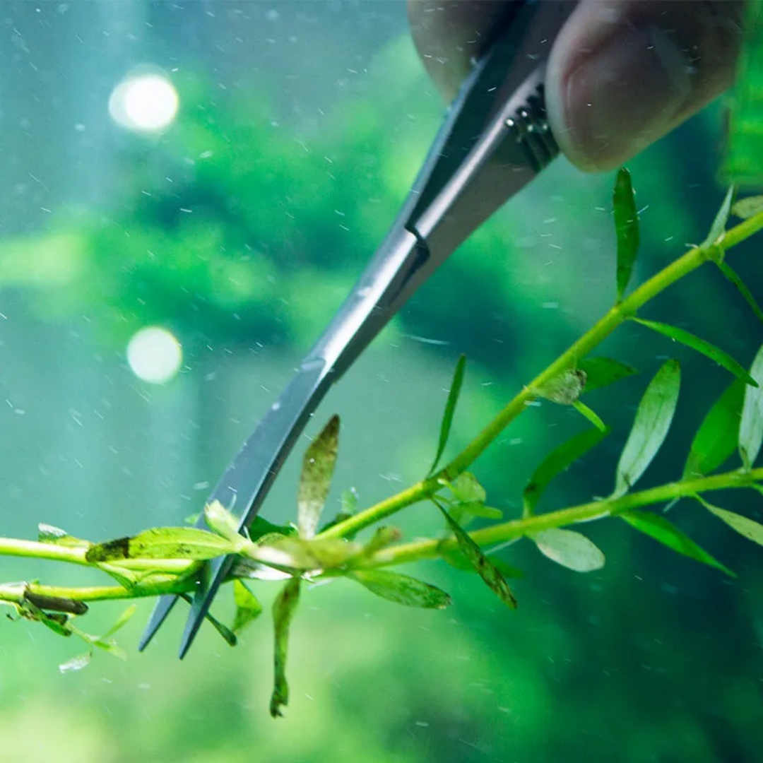 โค้งตรงฤดูใบไม้ผลิกรรไกร Aquar - Planted Aquarium Maintenance Kit บทวิจารณ์และราคา