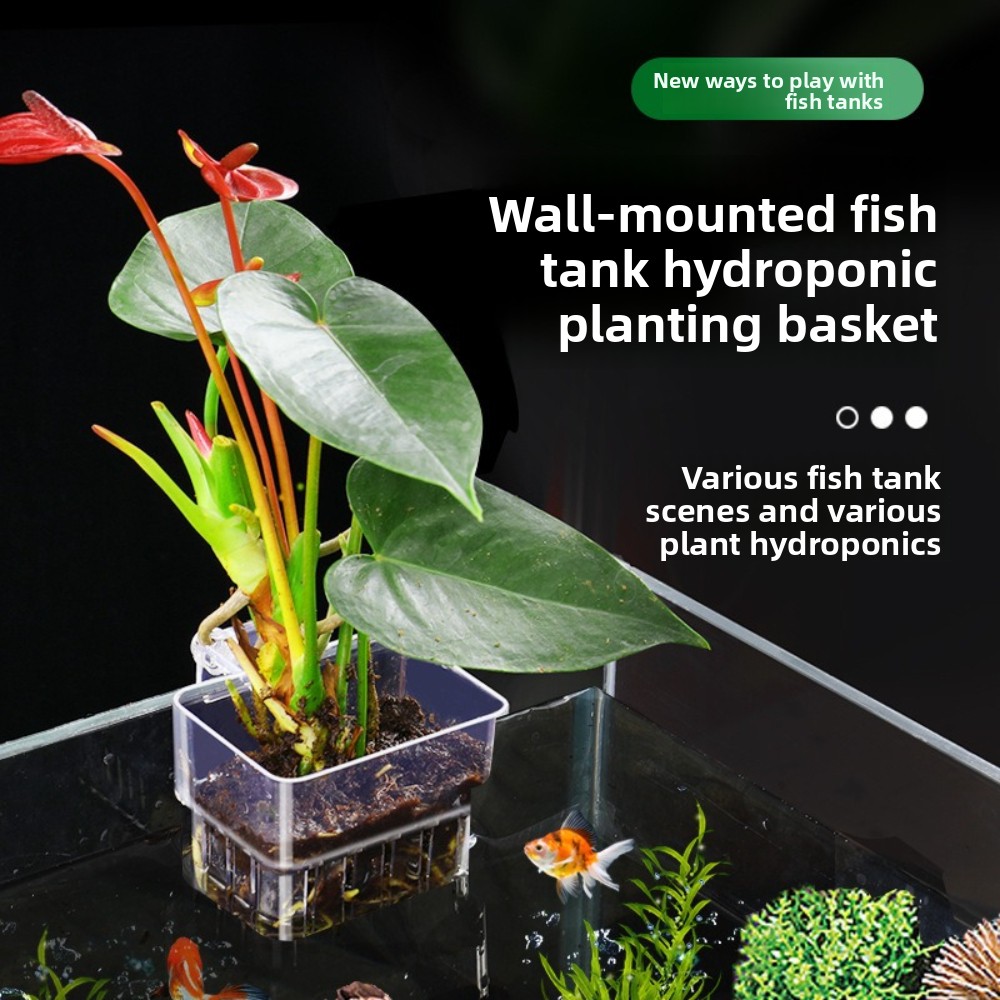 ตะกร้าปลูกพืชไฮโดรโปนิกส์ในตู้ - Aquarium Plant Grass บทวิจารณ์และราคา