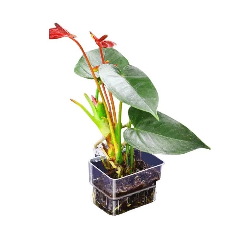 ตะกร้าปลูกพืชไฮโดรโปนิกส์ในตู้ - Aquarium Plant Grass บทวิจารณ์และราคา