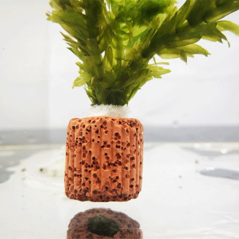 F19B พิพิธภัณฑ์สัตว์น้ำผู้ถือพ - Emersed Plants Aquarium บทวิจารณ์และราคา