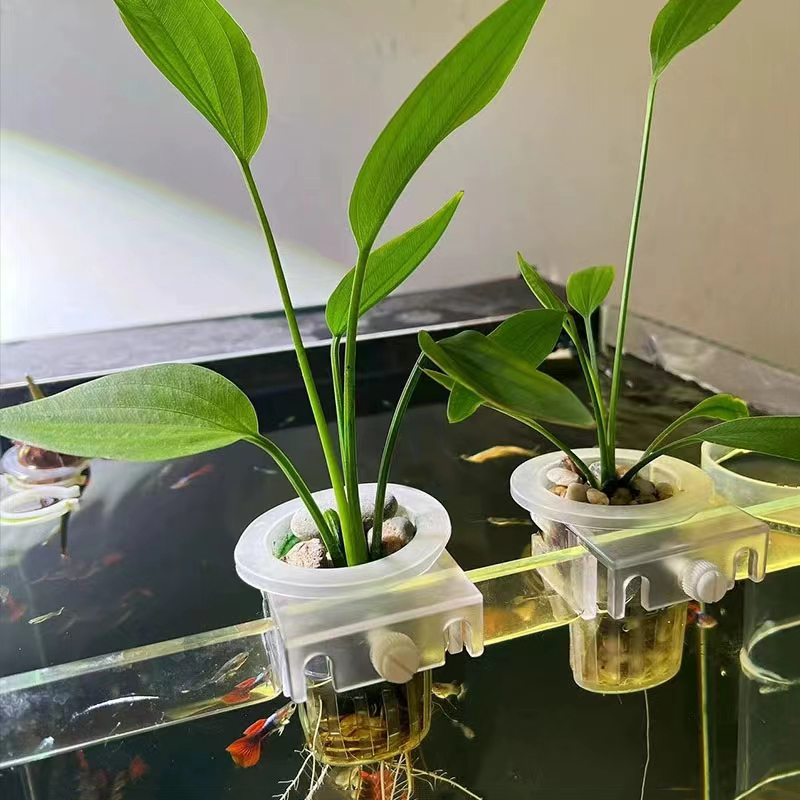 ตะกร้าปลูกตู้ปลาแบบไฮโดรโปนิกส - Aquarium Plant Live บทวิจารณ์และราคา