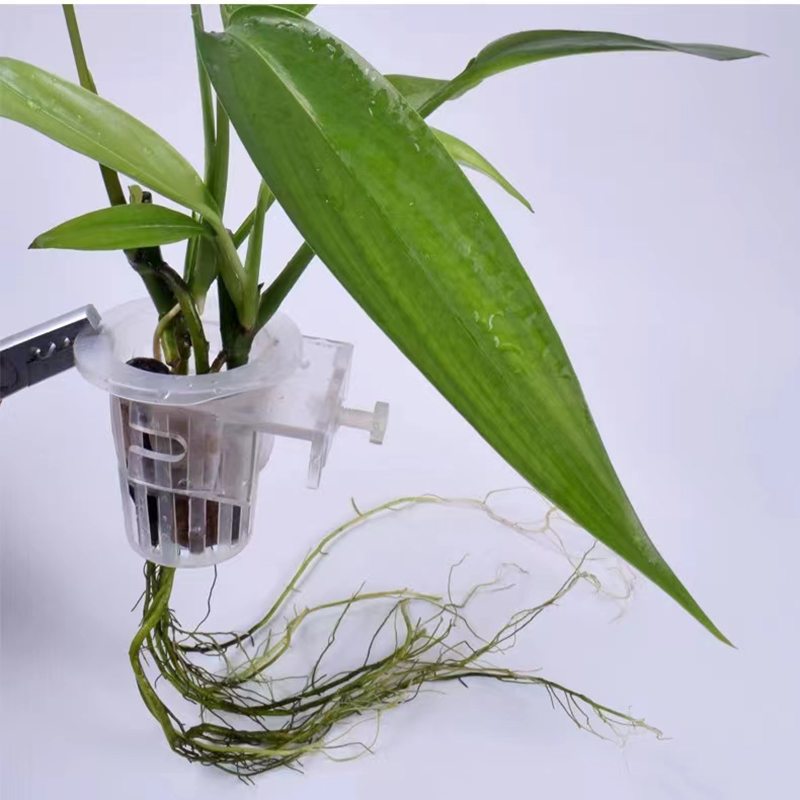 ตะกร้าปลูกตู้ปลาแบบไฮโดรโปนิกส - Aquarium Plant Live บทวิจารณ์และราคา